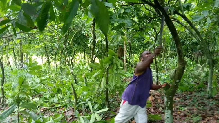 Pruning_of_trees_in_school_fields_2