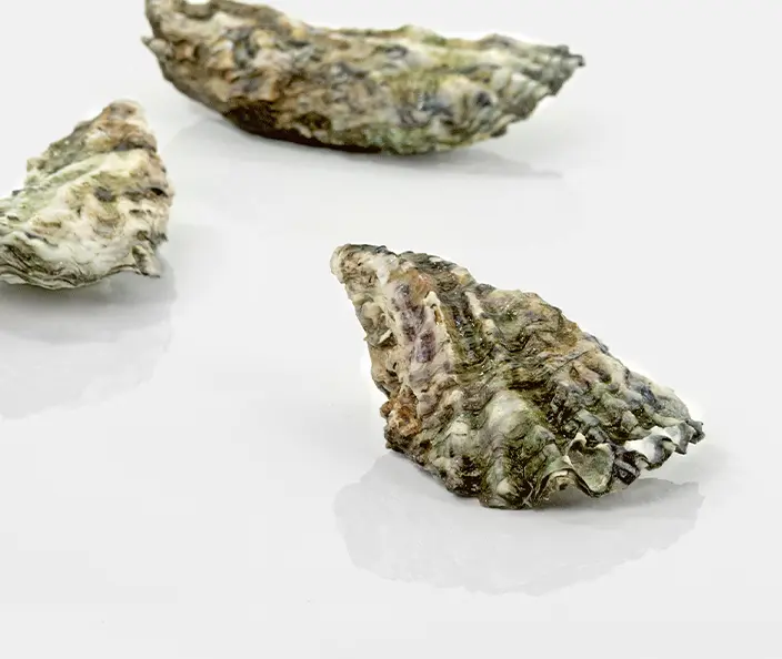 Meeresfrüchte - Muscheln - Austern - gebana