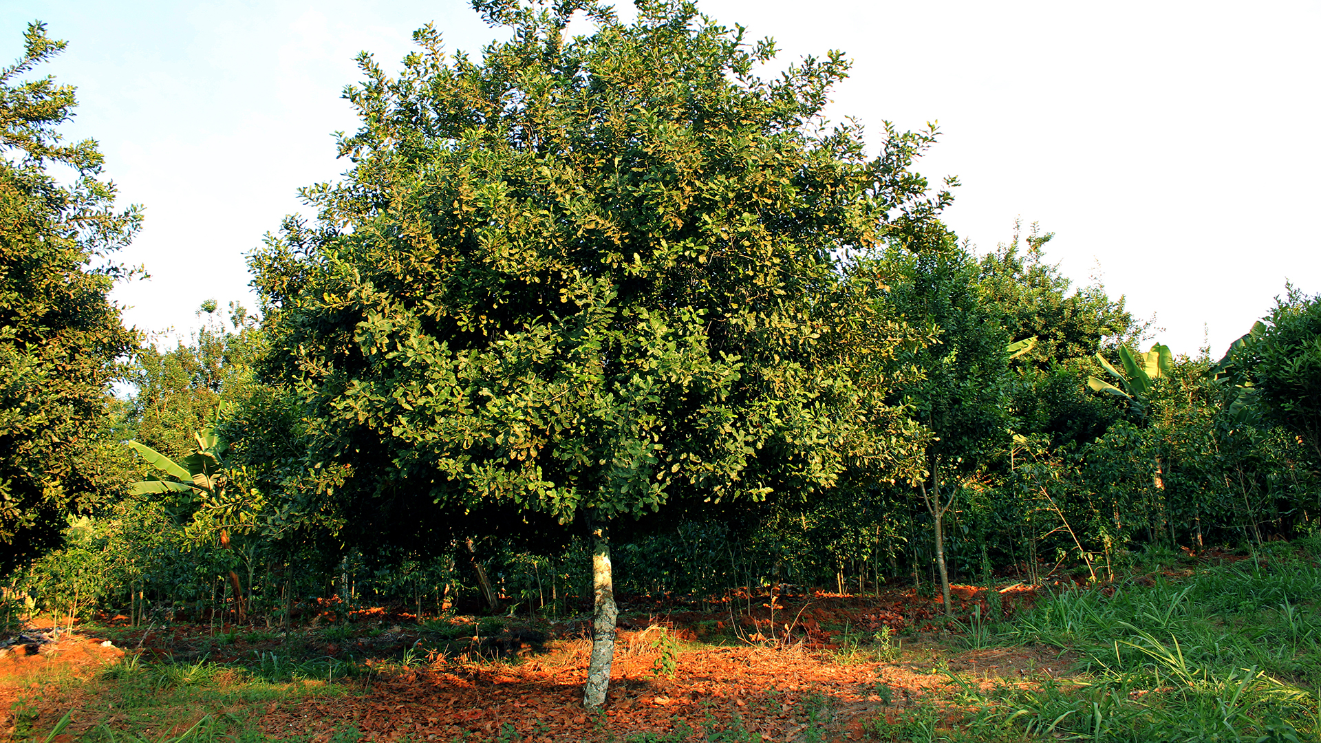 Macadamia_Tree