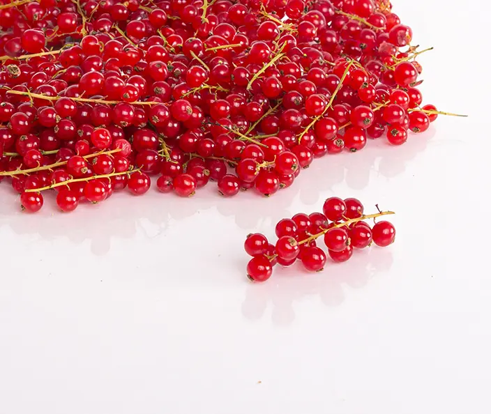 Fruits - Groseilles à grappes rouges variété Rovada - gebana