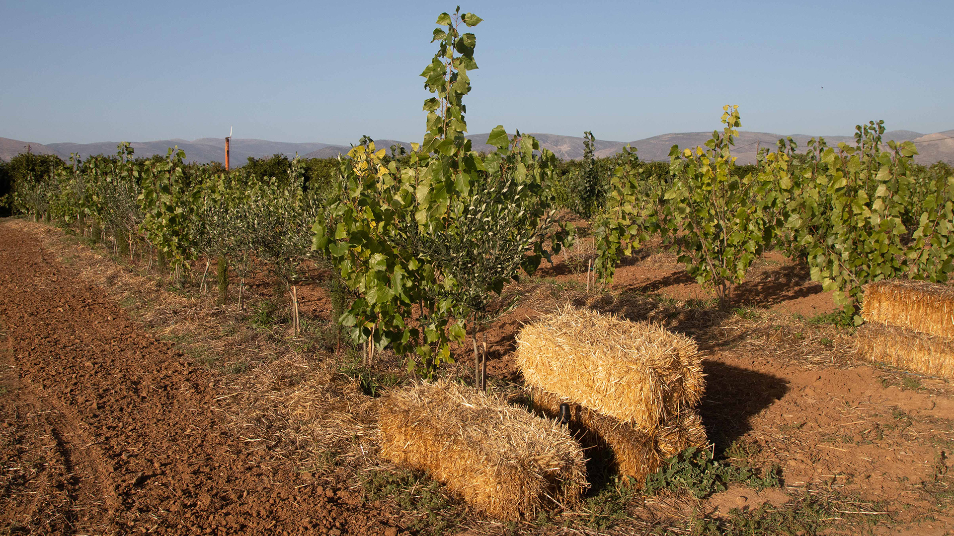 anyfion_testfeld_leadimage