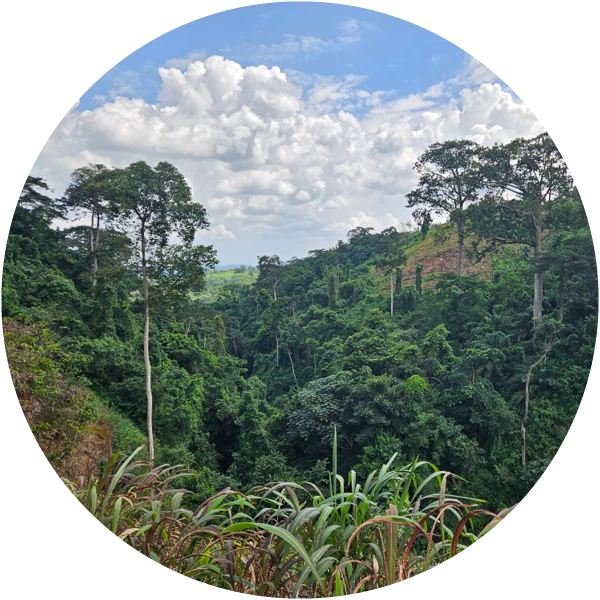 Round image of a forest with a blue sky and some clouds