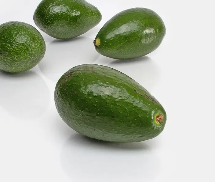 Avocados Fuerte