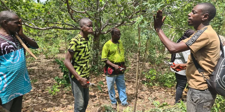 Training with gebana field agents on dynamic agroforestry