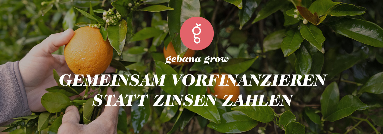 Hände greifen in Orangen-Baum nach einer Orange