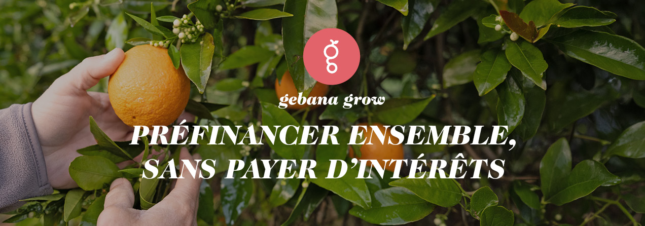 Des mains cueillent une orange dans un oranger