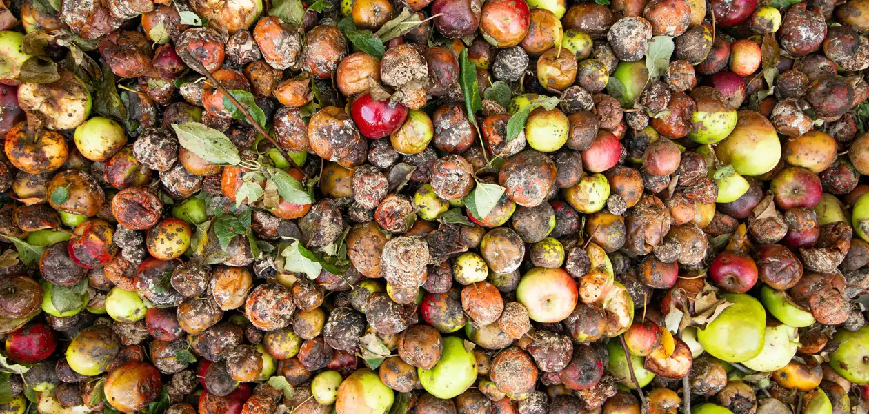 food_waste_symbolbild-jpg