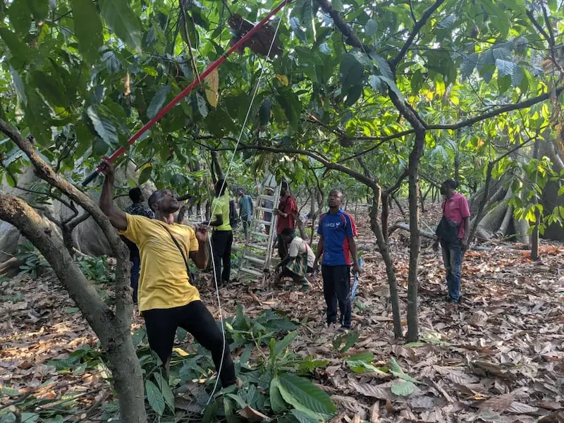 In Togo, a field agent demonstrates tree pruning to participating farmers - gebana.com